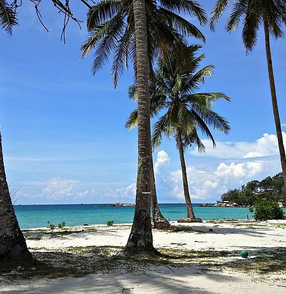 Andrian Vernandes, Coconut Tree and The Blue-Green Sea, Pantai Trikora, Kabupaten Bintan