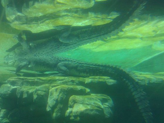 crocosaurus cove