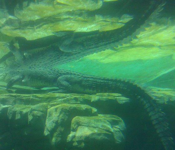 crocosaurus cove