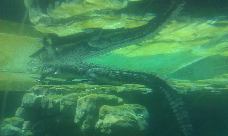 crocosaurus cove