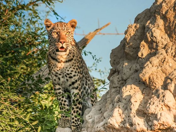 leopard-africa-botswana-wildcat