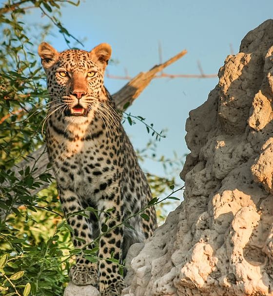 leopard-africa-botswana-wildcat