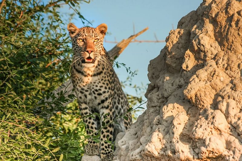 leopard-africa-botswana-wildcat