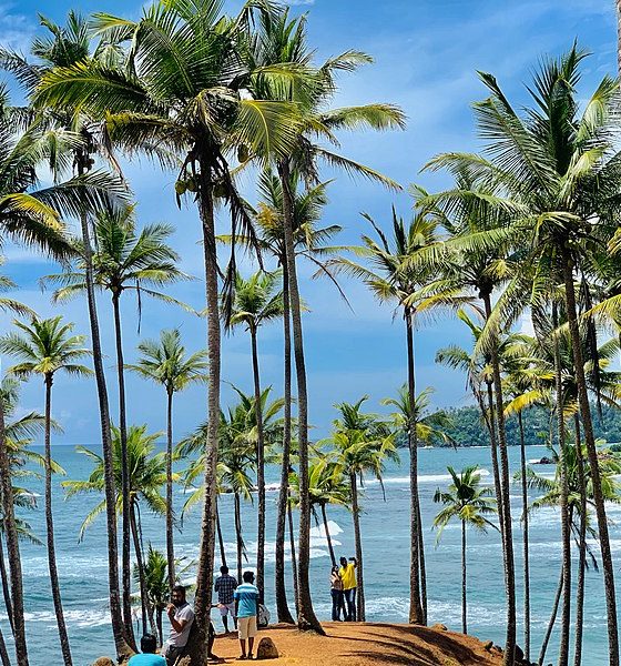 Coconut tree hills