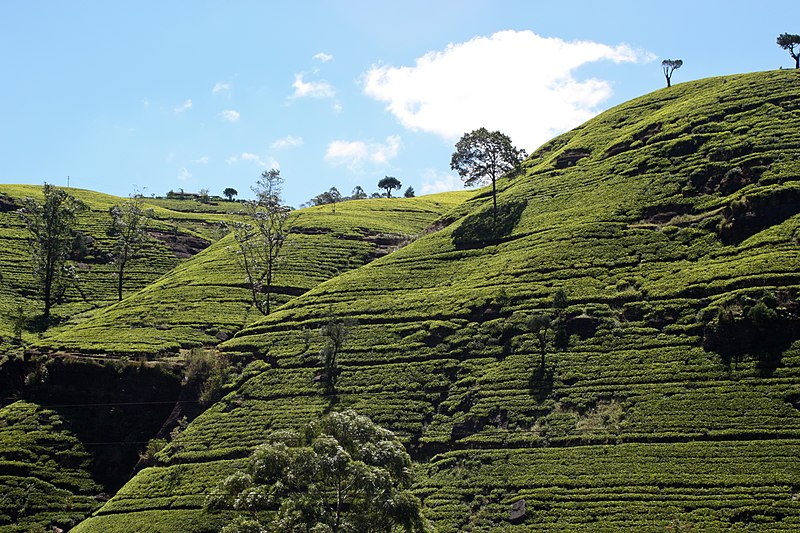 Labookellie tea plantation