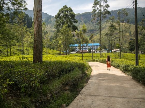 Nuwara Eliya Tea Estate