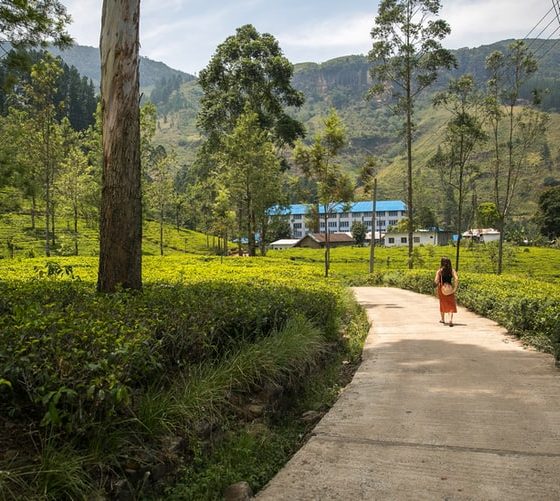 Nuwara Eliya Tea Estate