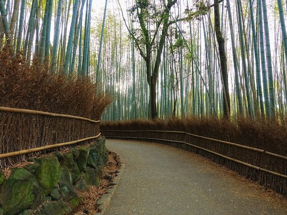 Arashiyama Bamboo Grove