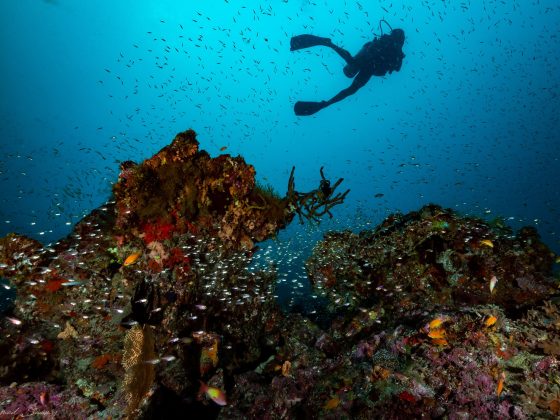 Diving in the Maldives