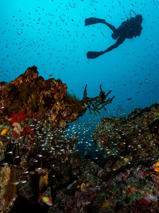 Diving in the Maldives