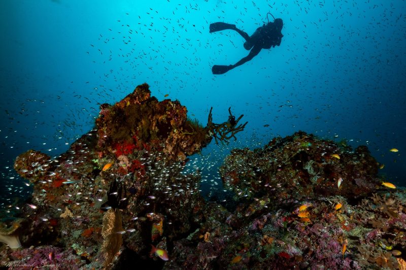 Diving in the Maldives