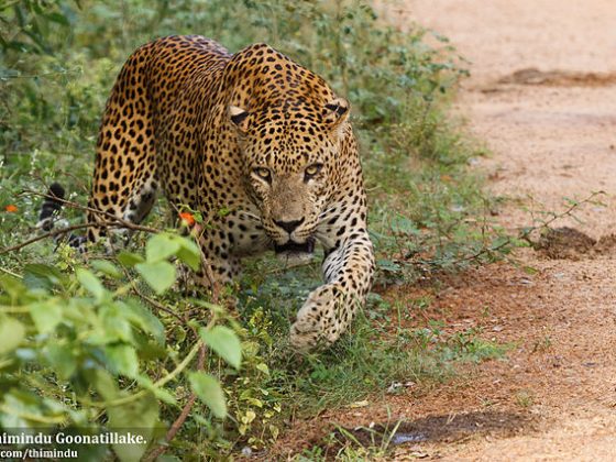 Yala National Park