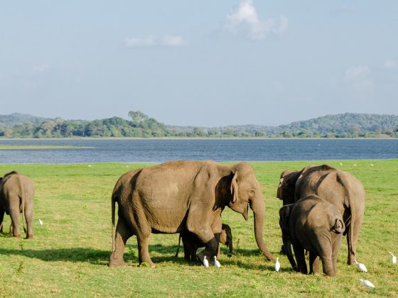 Minneriya National Park