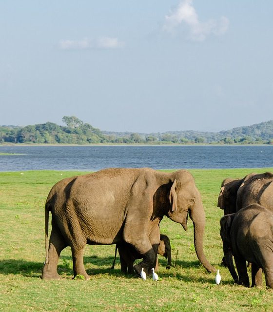 Minneriya National Park