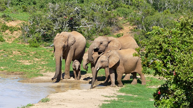 Yala National Park