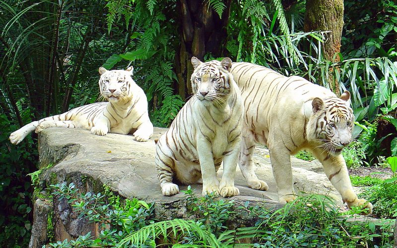 White Tigers, Singapore Zoo 