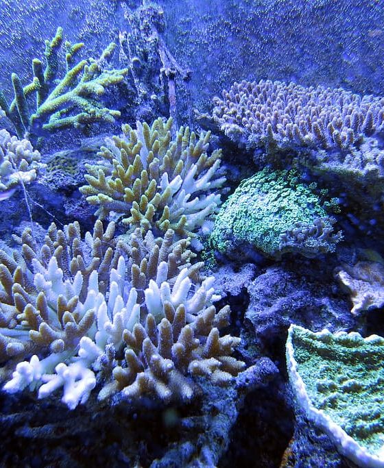 marine life