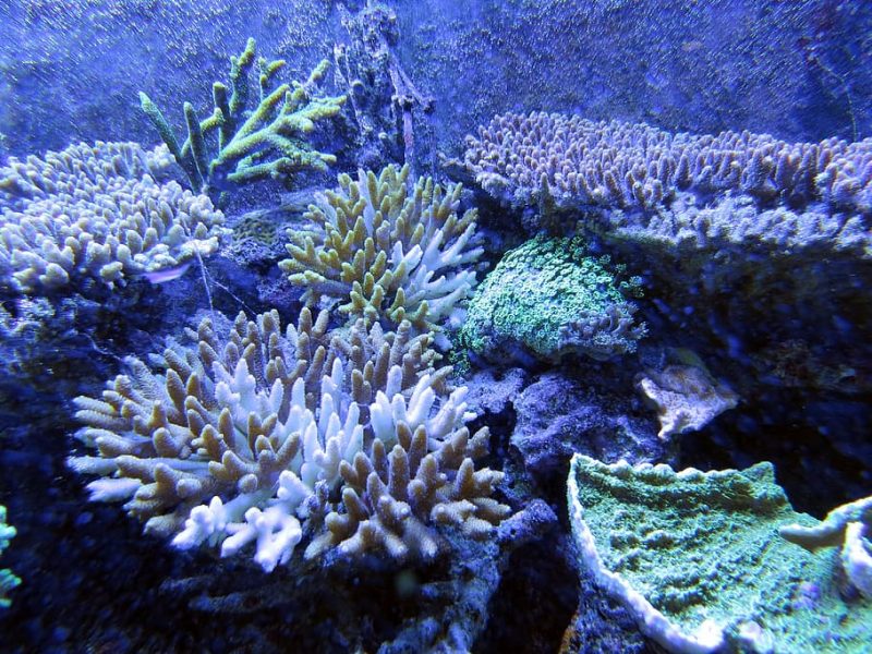 marine life