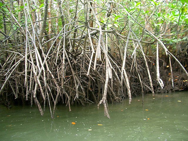 Mangrove Forests 