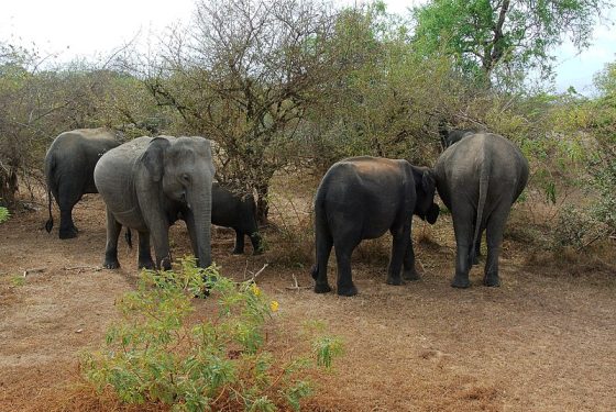 Elephants Yala
