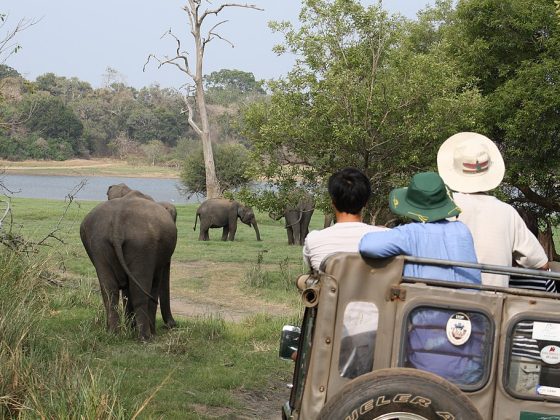 Minneriya Safari