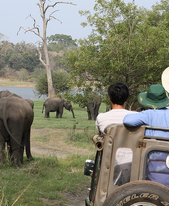 Minneriya Safari