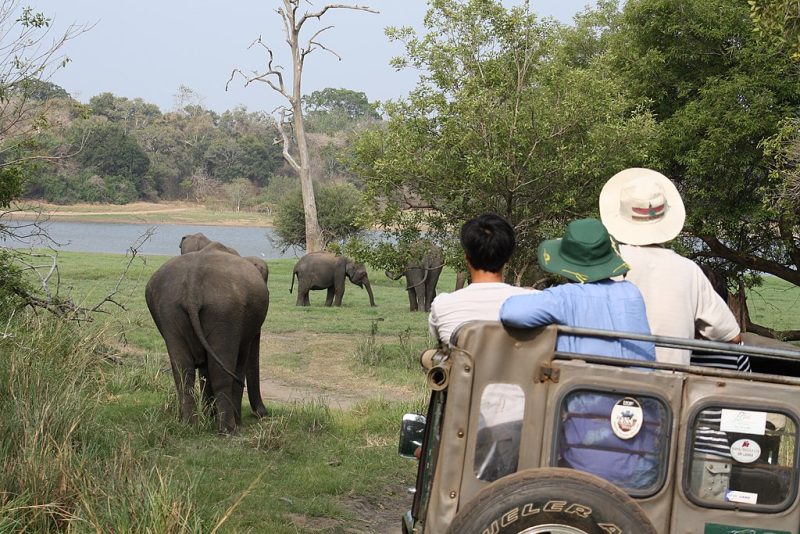 Minneriya Safari