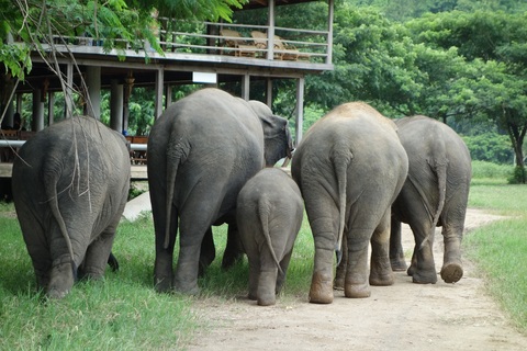 Phuket Elephant Park