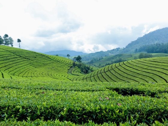 Tea Estates