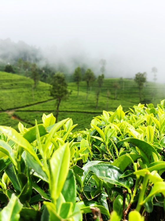 Ceylon Tea