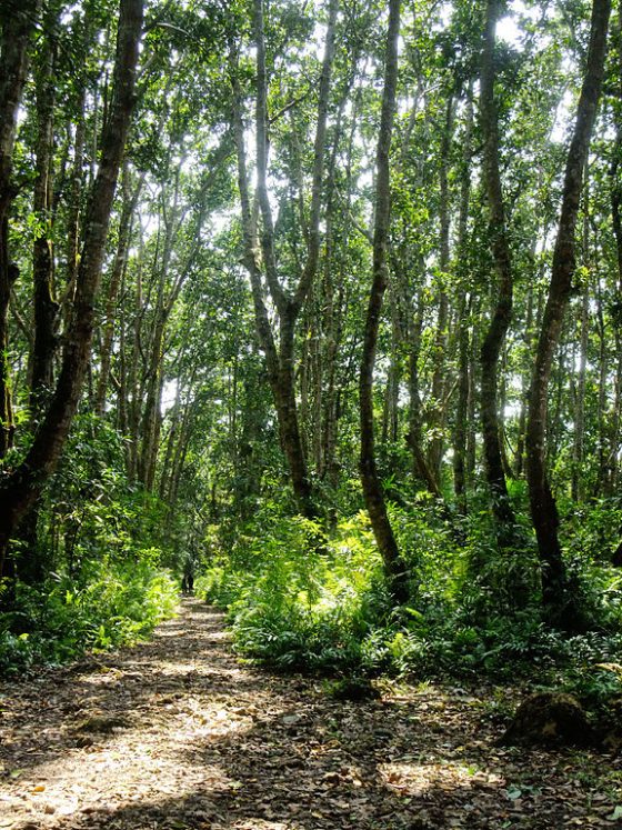 Jozani Chwaka National Park