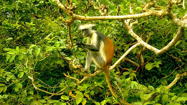 Jozani Zanzibar monkey