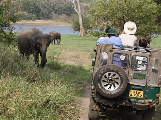 Minneriya National Park