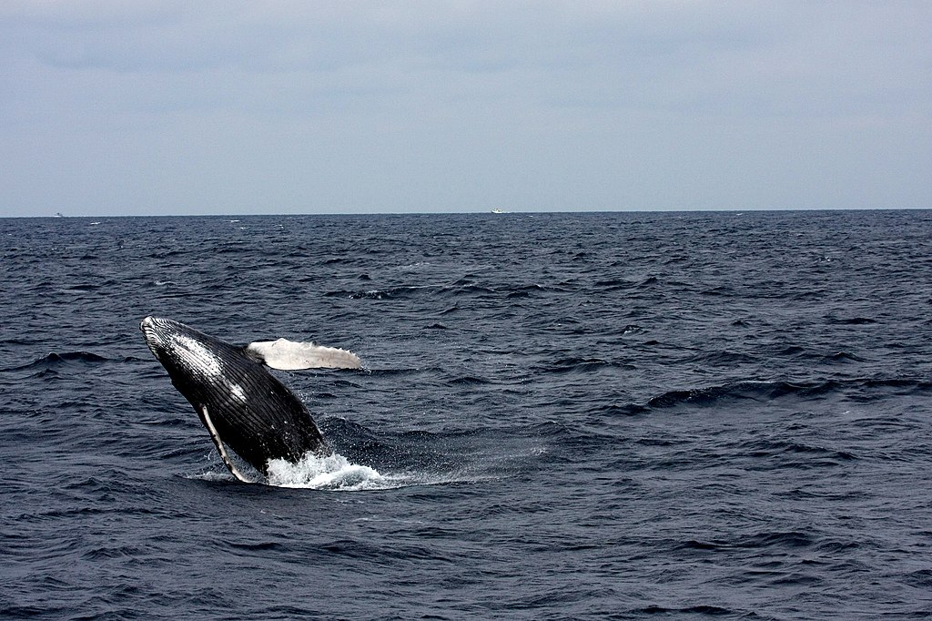 Whale_watching_is_a_mind_soothing_holiday_goal_if_it_is_Sri_Lanka