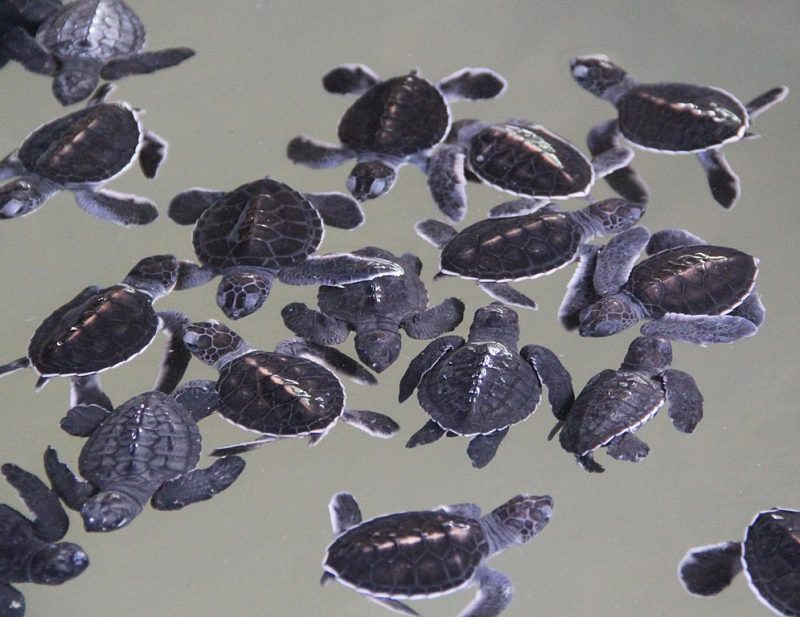 Turtle Hatchery