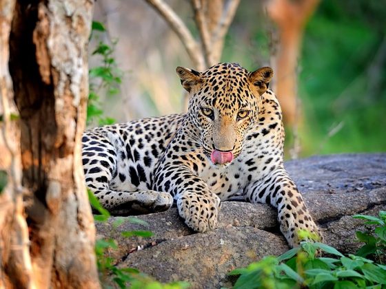 Leopard in the wild on the island of Sri Lanka