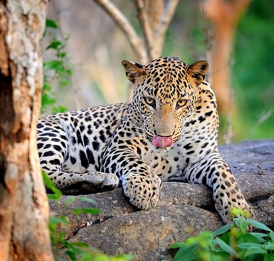 Leopard in the wild on the island of Sri Lanka