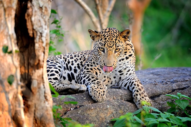 Leopard in the wild on the island of Sri Lanka