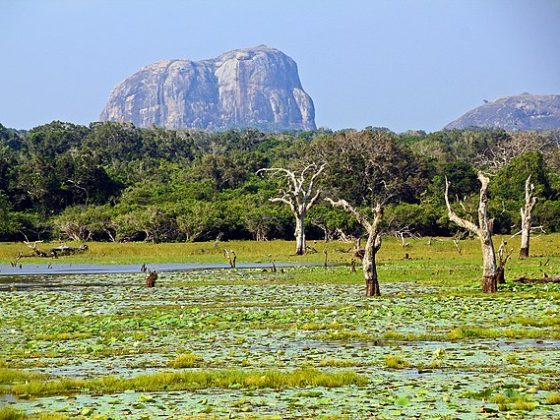 Yala National Park