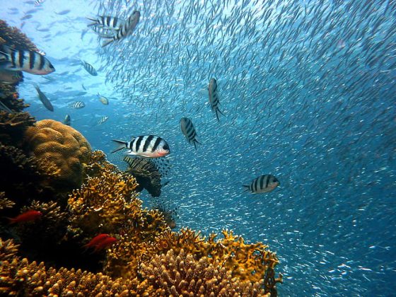 fish-underwater-diving-water-preview