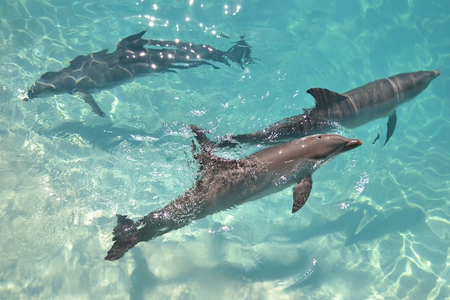 Swim with Dolphins