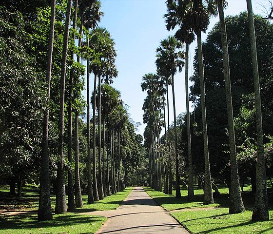 Peradeniya Botanical Gardens