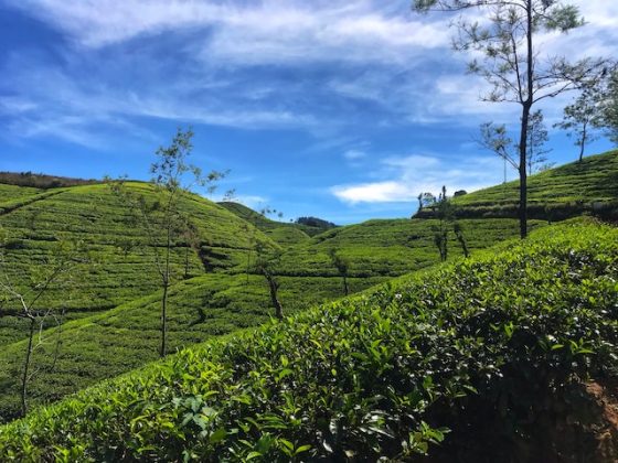 Sri Lanka Tea Plantations