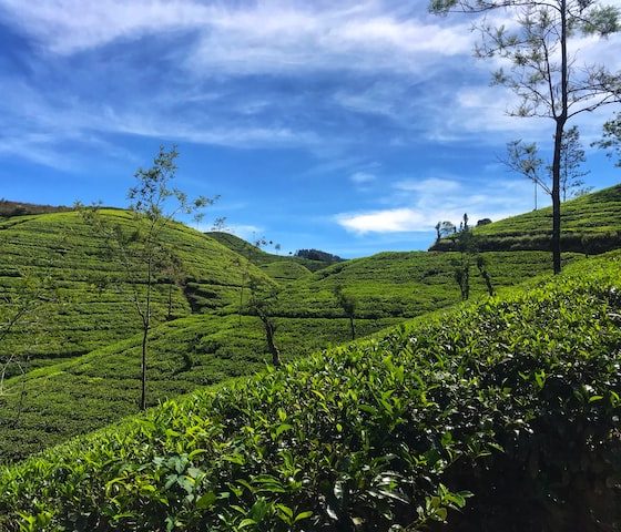 Sri Lanka Tea Plantations