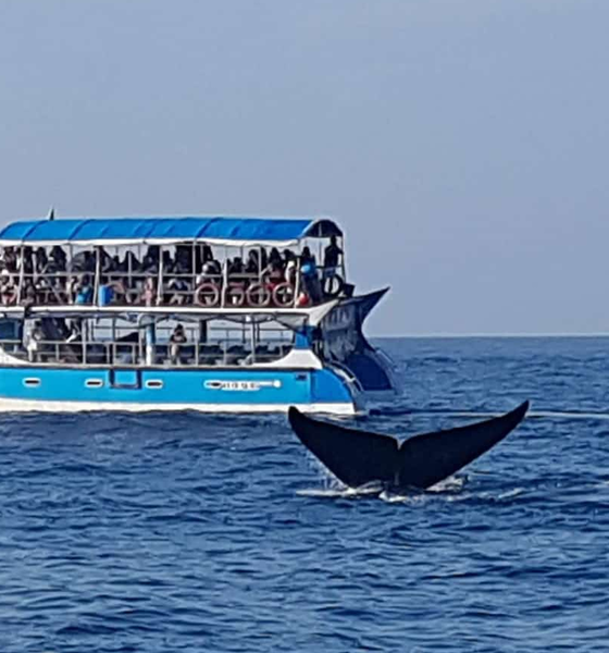 Whale Watching in Mirissa Sri Lanka