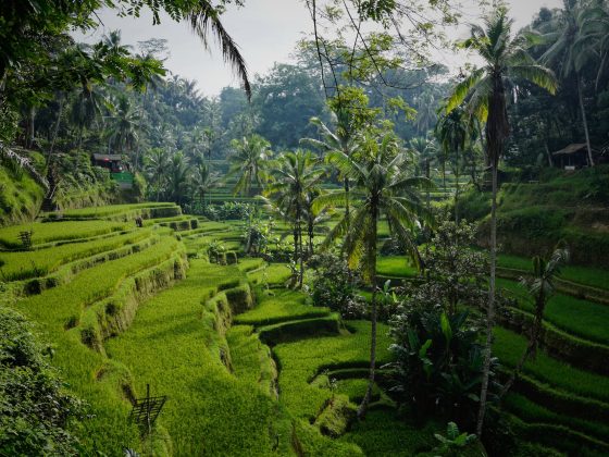 Tegallalang, Gianyar, Bali, Indonesien