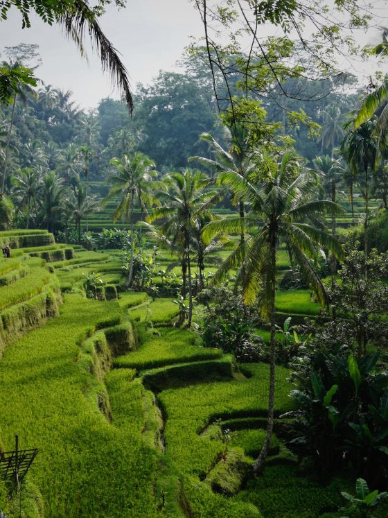Tegallalang, Gianyar, Bali, Indonesien