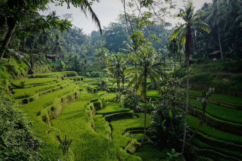 Tegallalang, Gianyar, Bali, Indonesien