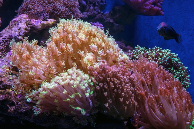 Jardins des récifs coralliens