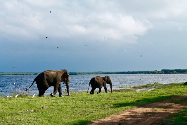 Troupeaux d'éléphants